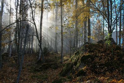 Trees in forest