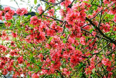 Low angle view of cherry blossoms in spring