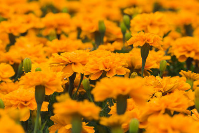 Close-up of yellow flowering plant on field