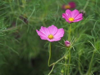 Close-up of pink cosmos flower