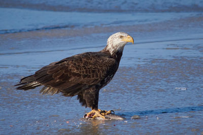 Bird perching on a sea