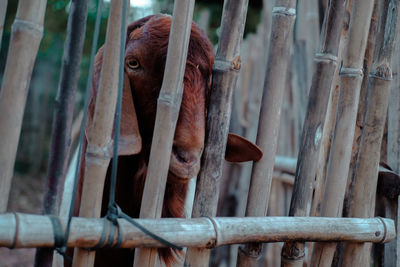 Close-up of an animal in cage at zoo