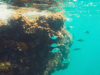 Fish swimming in sea