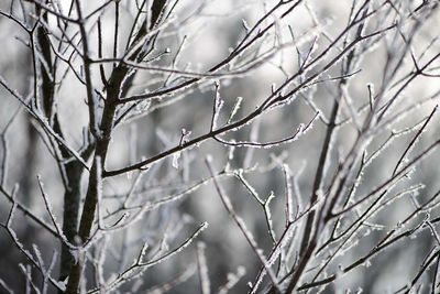 Low angle view of bare tree branches during winter