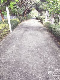 Road amidst trees