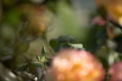 Close-up of flowering plant