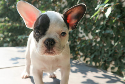 Portrait of dog standing outdoors