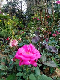 Close-up of pink rose