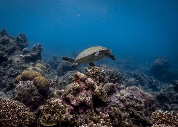 Turtle swimming underwater