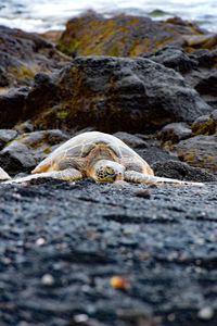 Close-up of lizard on rock