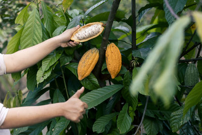 Selective focus the white pulp of the bright yellow cocoa in the hands of a large cocoa farmer