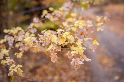 Close-up of yellow flowering plant