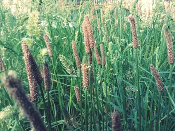 Close-up of plants growing in field