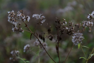 Flowers growing outdoors