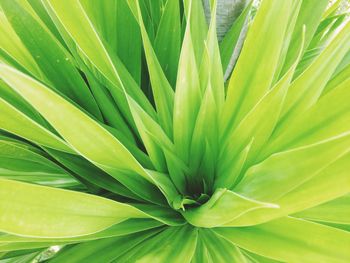 Close-up of palm leaf