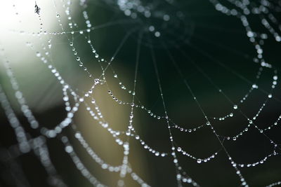 Spider web with water drops