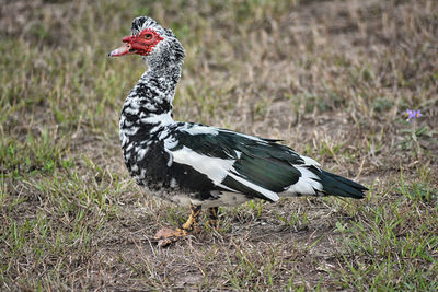 Side view of a bird on field