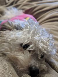 Close-up portrait of a dog