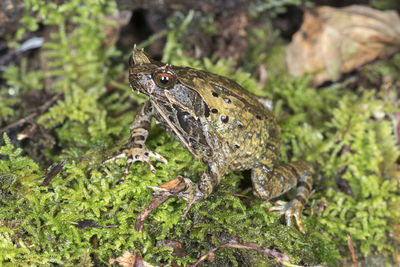 Close-up of frog on land