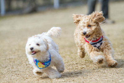 Maltipoo dogs running on field