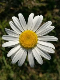 Close-up of yellow flower blooming outdoors