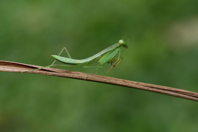 Close-up of insect on twig