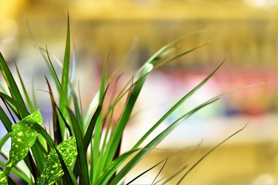 Close-up of grass growing on field