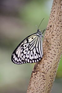 Close-up of butterfly perching on leaf