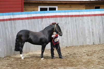 Horse standing in stable