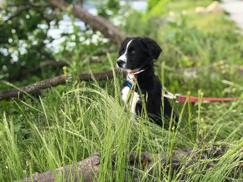 Dog looking away on field