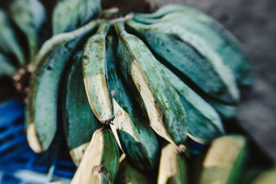 Close-up of green chili peppers on metal