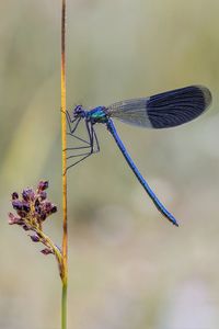 Close-up of insect on flower