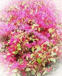 Full frame shot of pink flowers