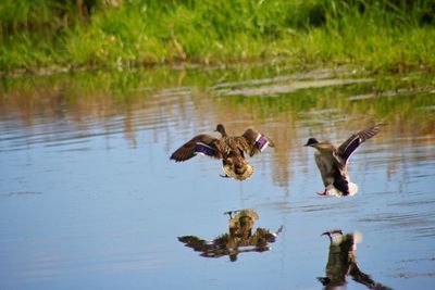 Mallard ducks landing over lake