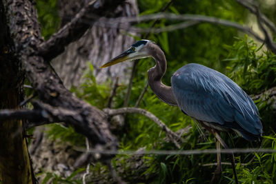 Bird perching on branch