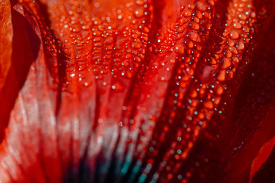 Full frame shot of water drops on red flower