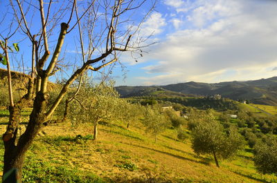 Scenic view of field against sky