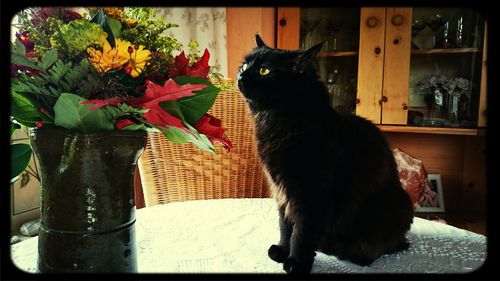 Cat looking away