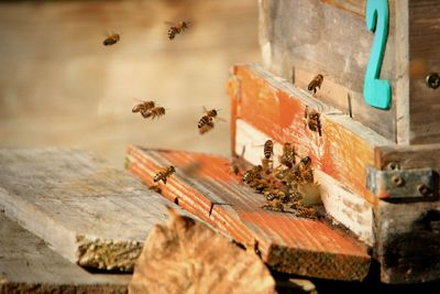 High angle view of bee on wood against wall