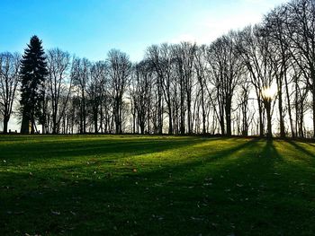 Trees on grassy field