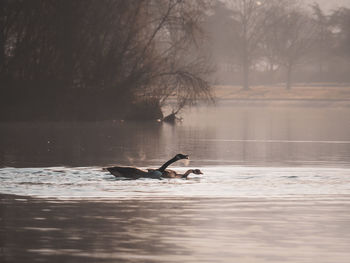 Person swimming in lake during winter