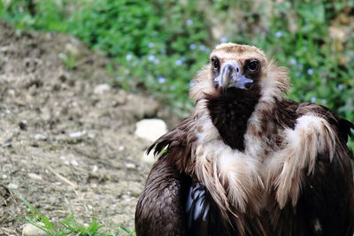 Close-up portrait of owl