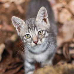 Close-up portrait of cat against blurred background