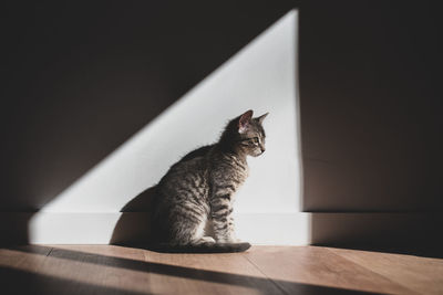 Cat enjoys the sunlight indoors