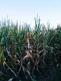 Plants growing on field against clear sky