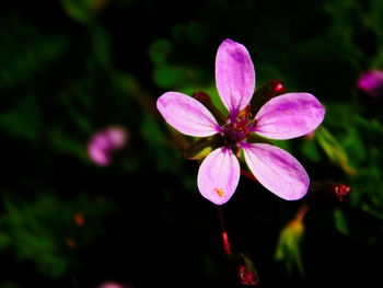 Close-up of pink flowers blooming outdoors