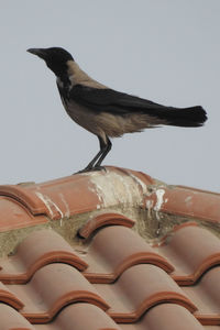 Close-up of bird perching on roof against sky