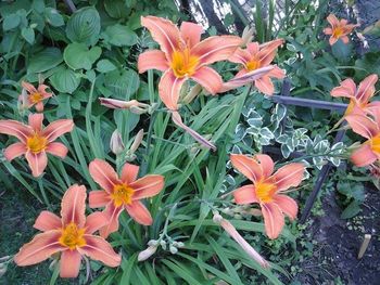 High angle view of orange flowers blooming outdoors