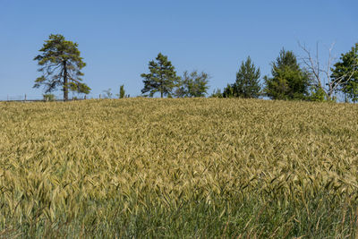 Scenic view of field against clear sky