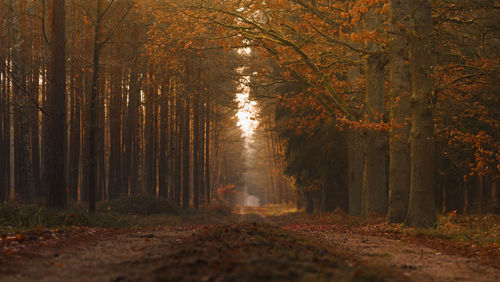 Trees in forest during autumn